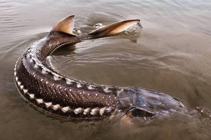 Tương tự như cá mập hay cá đuối, cá tầm cũng được xếp vào chi cá sụn. Cá tầm có phần thân dài hình ống gồm 5 hàng xương gai (sụn), da cá dày và nhám. Ðuôi cá dạng chia chẻ đôi. Miệng cá nhỏ hình nêm, không răng. Mũi dài nhọn có 2 đôi râu cứng hoạt động như ra đa giúp cá tìm kiếm con mồi.