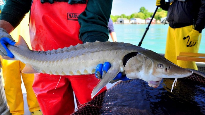 Cá tầm là loài cá sống lâu, lâu lớn. Tuổi thọ trung bình của chúng là từ 50 đến 60 năm. Chúng chỉ đẻ trứng khi đã tới 15 hoặc 20 tuổi. Cá tầm không đẻ trứng hàng năm vì chúng cần những điều kiện môi trường cụ thể. Theo thống kê, cá tầm có thể dài hai đến ba mét. Kỉ lục có cá tầm đặc biệt lớn dài hơn bảy mét.