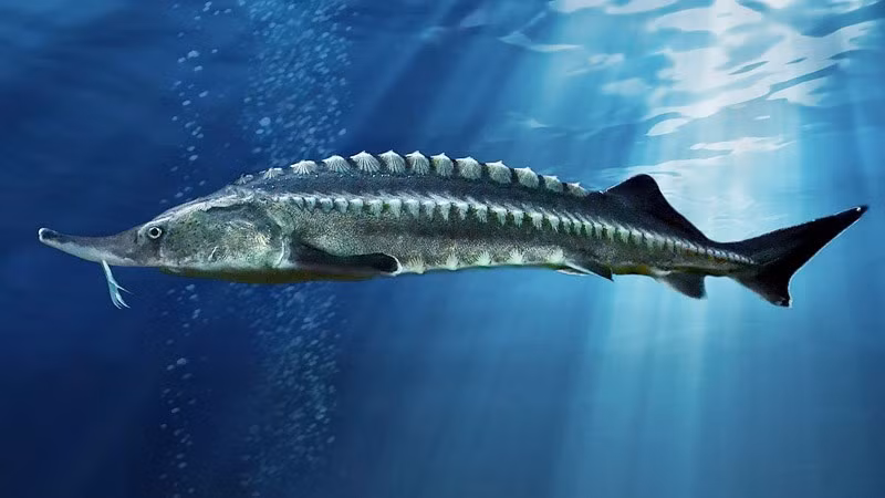 Môi trường sống của cá tầm rất rộng, nhiều loài cá tầm sinh sống chủ yếu ở biến và chỉ di cư vào sông, suối để sinh sản (ví dụ như Bắc Bán Cầu và thường gặp tại Bắc Ðại Tây Dương, Bắc Thái Bình Dương, Vùng Biển Caspian, Biển Ðen).