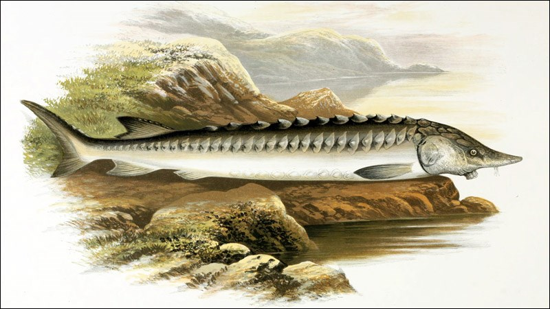 Thời trung cổ, cá tầm được coi là một loài cá hoàng gia. Theo luật cổ đại, bất kỳ con cá tầm nào được tìm thấy trên các bãi biển hoặc đánh bắt ở Đại Tây Dương hoặc Baltic, đều thuộc về nhà vua. Ví dụ, trong Luật Scania (Đan Mạch) từ năm 1202, cá tầm sẽ được sử dụng bởi gia đình hoàng gia và không có ngoại lệ.