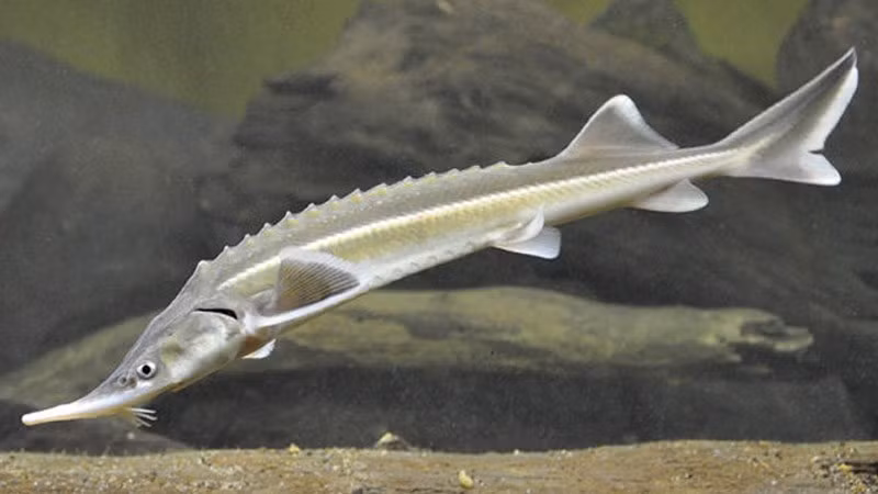 Vào thời Trung Cổ, cá tầm bơi cũng được đánh giá cao như một nguồn cung cấp isinglass (hay còn gọi là collagen cá, được lấy từ bong bóng trong cơ thể của các loại cá lớn). Đây còn là một dạng collagen được sử dụng trong quá trình sản xuất rượu và bia, như một tiền chất của gelatin hoặc để bảo quản giấy da.