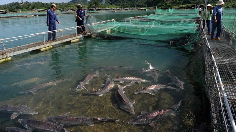 Tại Việt Nam, chỉ có duy nhất Sapa và Lâm Đồng, nơi được thiên nhiên ưu đãi về thời tiết và khí hậu mới đủ điều kiện để chăn nuôi loài cá này.