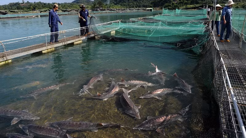 Tại Việt Nam, chỉ có duy nhất Sapa và Lâm Đồng, nơi được thiên nhiên ưu đãi về thời tiết và khí hậu mới đủ điều kiện để chăn nuôi loài cá này.