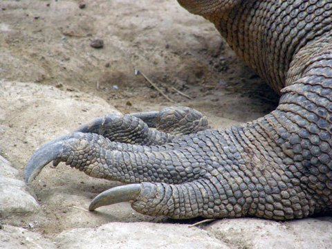 Rồng Komodo có đuôi dài bằng thân của nó. Chúng có khoảng 60 chiếc răng cưa và thường xuyên được thay thế. Nó cũng có lưỡi dài, màu vàng, sâu. Da của rồng Komodo được bao bọc bởi lớp vảy giáp như một bộ giáp tự nhiên.