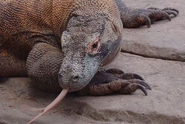 Rồng Komodo lần đầu tiên được ghi lại bởi các nhà khoa học phương Tây vào năm 1910. Tại Indonesia chúng là loại động vật được bảo vệ, và có hẳn 1 vườn quốc gia mang tên loài động vật này.