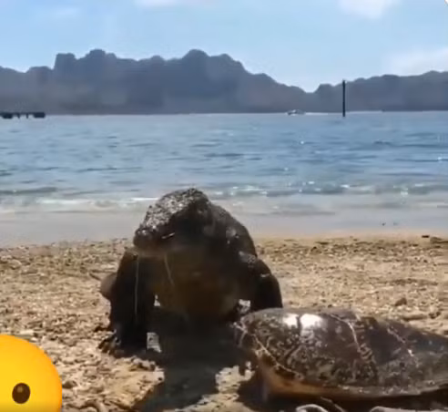 Nó được tác giả - Fascinating đăng trên twitter với nội dung "Một con rồng komodo sau khi ăn thịt một con rùa đã lấy cái mai của nó để đội lên đầu như một chiếc mũ".