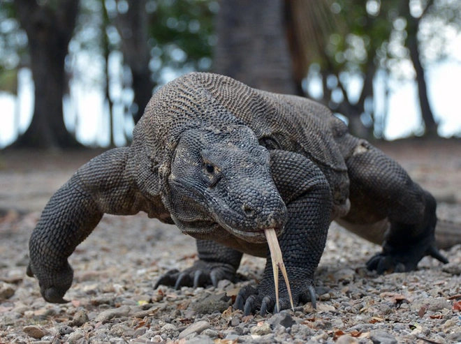 Rồng Komodo là một loài thằn lằn sống ở đảo Komodo, Rinca , Flores và Gili Motang thuộc Indonesia. Một loài thuộc họ kỳ đà, chúng là loài thằn lằn lớn nhất còn tồn tại hiện nay. Một con Komodo trưởng thành có thể dài đến 3 mét và nặng đến 70 kg.