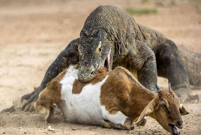 Tai của rồng Komodo rất kém, nhưng bù lại chúng có thể nhìn thấy các vật thể ở khoảng cách 300 m, nhưng vì võng mạc của chúng hình nón nên nó được cho là có tầm nhìn ban đêm kém. Nó có thể phân biệt màu sắc, nhưng có sự phân biệt thị giác kém của các vật thể đứng yên.