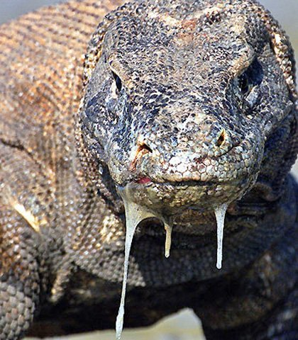 Rồng Komodo thích sống ở những nơi nóng, khô, và thường sống ở vùng đồng cỏ khô, thảo nguyên và rừng nhiệt đới ở độ cao thấp. Nó hoạt động mạnh nhất vào ban ngày. Tốc độ của chúng có thể đạt đến 20 km/h, lặn sâu tới 4,5 m và trèo cây một cách thành thạo.