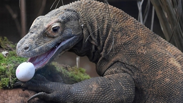 Tuy nhiên, do tác động của biến đổi khí hậu, vào tháng 9 năm 2021, Liên minh Bảo tồn Thiên nhiên Quốc tế (IUCN) đã đưa chúng vào Danh sách Đỏ các loài động vật đối mặt với nguy cơ tuyệt chủng.