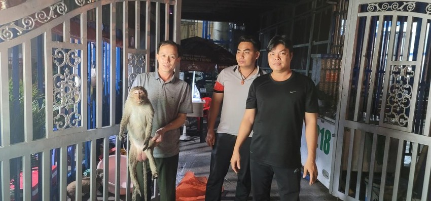 Mới đây, Chi cục Kiểm lâm TP HCM vừa tiếp nhận một cá thể khỉ đuôi dài bị điện giật bất tỉnh được người dân bàn giao. Trước đó, khoảng hơn 15 giờ ngày 29/10, anh Nguyễn Thanh Tuấn (40 tuổi, ngụ xã Lê Minh Xuân, huyện Bình Chánh) đang ở trong nhà thì nghe tiếng nổ.