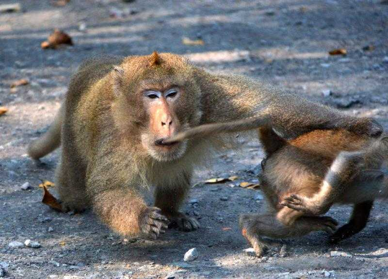 Theo đó, đây là cá thể khỉ đực đuôi dài, nặng khoảng 10kg, có tên khoa học là Macaca fascicularis, thuộc nhóm IIB trong danh mục động vật rừng nguy cấp quý hiếm (Nghị định 84/2021/NĐ-CP).