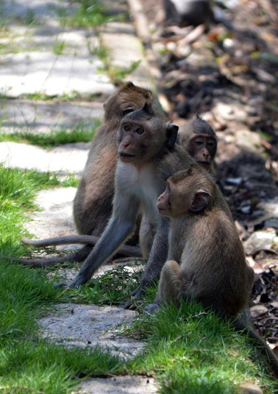 Theo anh Tuấn, ban đầu con khỉ bị điện giật ngất xỉu, nhưng sau một lúc thì dần tỉnh lại, ngóc đầu lên. “Tôi đã đưa nó xuống, nhốt vào lồng rồi điện cho công an liên hệ kiểm lâm để đưa về cứu hộ” - Anh Tuấn cho biết.
