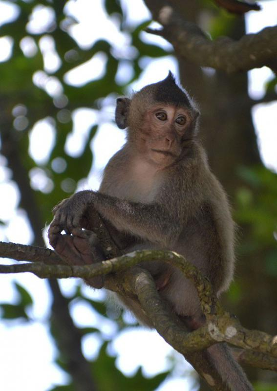 Một số hàng xóm gần đó cũng chạy ra xem, lúc này anh Tuấn và nhiều người cùng phát hiện đây không phải là con mèo mà là khỉ.