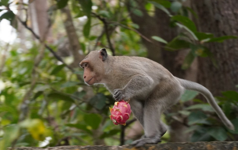 Khỉ đuôi dài sống thành đàn từ 10-100 con. Trung bình 1 con đực sẽ có 2,5 con cái. Điểm đặc biệt khỉ chúa là dáng vẻ oai phong. Đồng thời, khỉ chúa chỉ “cưng nhất” một chú khỉ con nào đó. Và chú khỉ con ấy sẽ được xem là “thái tử” kế vị ngôi sau này.