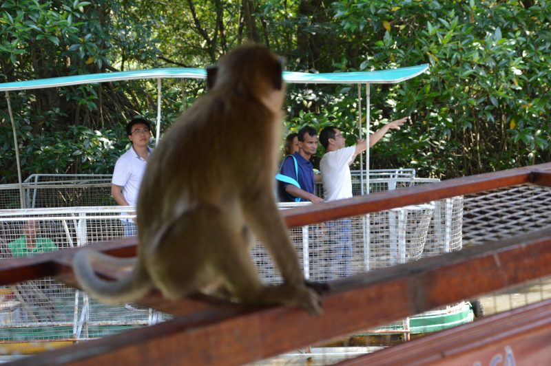 Lông chúng thường có màu xám đến nâu đỏ. Màu lông phía sau nhạt hơn, và lông trên đầu mọc hướng về sau. Thường có mào. Mặt có màu hồng. Con đực lớn thường có hai chỏm lông trắng trên miệng như bộ ria. Con cái có lông quanh mồm thưa hơn. Con non sinh ra có màu đen.