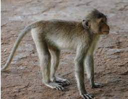 Thức ăn chủ yếu là quả, hạt, nõn cây, lá và động vật như côn trùng, ếch, nhái, cua…. Chúng hoạt động vào ban ngày và trên cây. Loài này bơi rất giỏi và thường nhảy xuống nước từ cành cây.