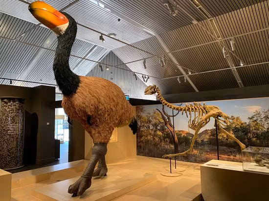 Địa điểm "thần điểu" được phát hiện là một kho tàng hóa thạch mang tên Alcoota nằm ở vùng hẻo lánh, nơi hài cốt của một số loài chuột túi và gấu túi cổ đại từng được tìm thấy.