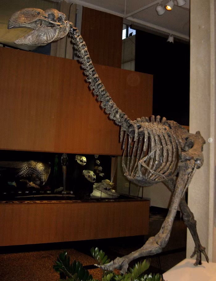 Đôi khi chúng được gọi là chim mihirung. "Mihirung paringmal" là một từ thổ dân của những người Tjapwuring ở vùng phương tây Vitoria và nó có nghĩa là "loài chim khổng lồ".