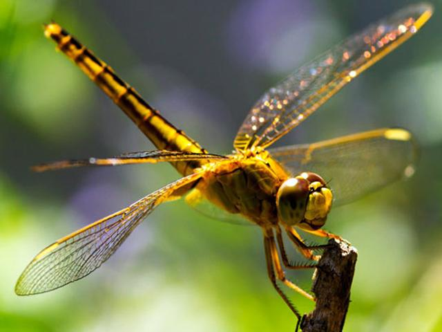 Với khả năng kiểm soát độc lập hai cặp cánh trước và sau, loài côn trùng này có khả năng cơ động cực cao, dễ dàng bay lượn và thay đổi hướng bay theo bất kỳ hướng nào, kể cả lùi về phía sau hoặc đứng yên tại chỗ. Tuy nhiên, khi già đi, chúng không còn giữ được "phong độ" như vậy nữa.