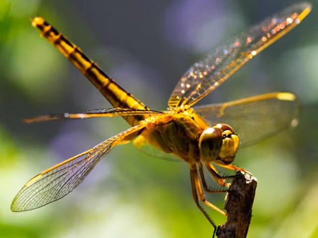 Với khả năng kiểm soát độc lập hai cặp cánh trước và sau, loài côn trùng này có khả năng cơ động cực cao, dễ dàng bay lượn và thay đổi hướng bay theo bất kỳ hướng nào, kể cả lùi về phía sau hoặc đứng yên tại chỗ. Tuy nhiên, khi già đi, chúng không còn giữ được "phong độ" như vậy nữa.