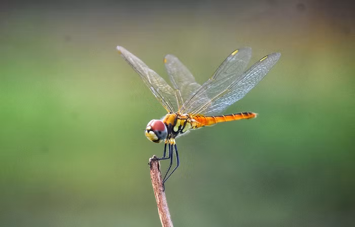 Thay vào đó, chuồn chuồn là loài săn mồi thành công nhất trong thế giới côn trùng - động vật, với tỷ lệ thành công 95% .