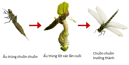 Tuy nhiên, chúng không phải là những kẻ săn mồi bẩm sinh, bởi chuồn chuồn dành phần lớn cuộc đời của mình trong giai đoạn ấu trùng, hay còn gọi là nhộng. Nhộng chuồn chuồn phát triển trong nước từ 2-3 tháng đến 1 hoặc 2 năm, tùy thuộc vào loài.