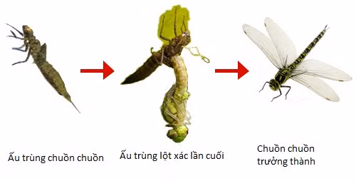 Tuy nhiên, chúng không phải là những kẻ săn mồi bẩm sinh, bởi chuồn chuồn dành phần lớn cuộc đời của mình trong giai đoạn ấu trùng, hay còn gọi là nhộng. Nhộng chuồn chuồn phát triển trong nước từ 2-3 tháng đến 1 hoặc 2 năm, tùy thuộc vào loài.