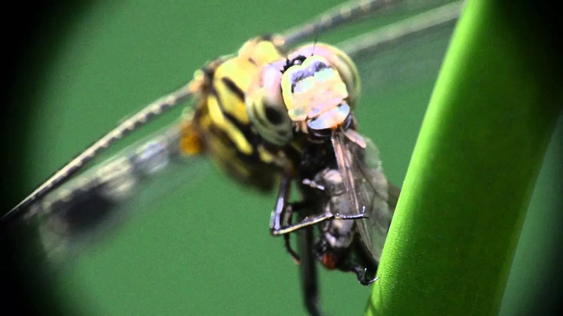 Khi đạt đến độ tuổi sung sức nhất cùng với khả năng bay tốt nhất, chuồn chuồn trở thành kẻ săn mồi ghê gớm nhất hành tinh. Một khi phát triển hoàn chỉnh, chuồn chuồn sẽ chiếm lĩnh bầu trời với tư cách là bậc thầy bay lượn.