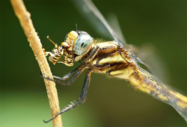Nhộng sẽ hút nước từ van hậu môn của chúng, đồng thời cũng lấy oxy từ đó để thở, và đẩy mạnh nước ra ngoài van hậu môn để đẩy cơ thể chúng tiến về phía trước. Loại van ba lá này có cấu trúc tương tự như van tim ba lá của con người và thậm chí nó còn là nguồn cảm hứng cho các nhà nghiên cứu thiết kế ra van tim giả.