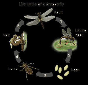 Trong thời gian này, nhộng sẽ săn mồi bất cứ thứ gì chúng có thể bắt được như các ấu trùng của côn trùng khác, sâu, động vật giáp xác, ốc sên, nòng nọc, và thậm chí cả cá nhỏ.