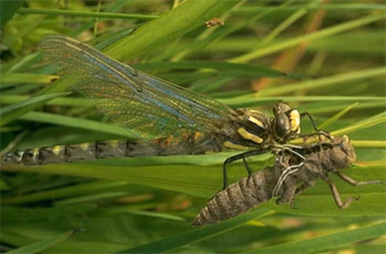 Đây là tỷ lệ thành công cao hơn bất cứ loài vật nào trên hành tinh này, theo đánh giá của Quỹ Bảo tồn Willistown. Trong khi đó, báo chỉ bắt mồi thành công khoảng 20 đến 30% trong các cuộc săn đuổi của chúng.