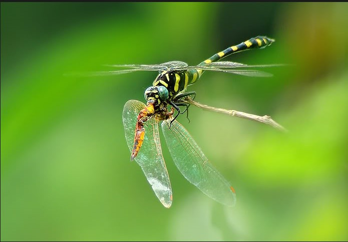 Bên cạnh đó, khả năng siêu việt trong việc dự đoán con mồi sẽ di chuyển đến đâu cho phép chuồn chuồn luôn theo kịp con mồi. Chính nhờ khả năng này, chuồn chuồn mới trở thành một trong những loài săn mồi giỏi nhất mà khoa học biết đến.