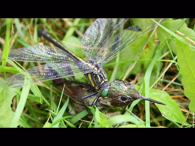  Chuồn chuồn là loài vật nhỏ, di chuyển nhanh. Và mặc dù bé nhỏ, chúng hoàn toàn không phải là con mồi cho những loài ăn thịt khác.