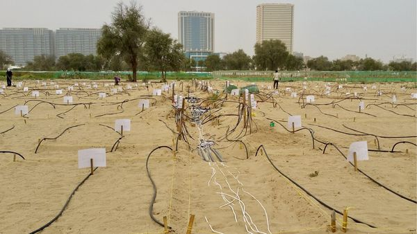 Đất sét nano lỏng nghe có vẻ lạ, nhưng nó được tạo ra chỉ bằng nước và đất sét. Bí quyết của công ty chính là khả năng biến đất sét dày thành một chất lỏng “mỏng gần như nước”, sau đó phun lên cát, thấm vào lớp trên cùng đến vài chục cm.