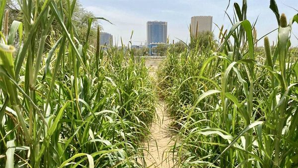 Từ đó, đất sét liên kết với các hạt cát và tạo thành một loại đất giữ ẩm, mặc dù không màu mỡ như đất sẫm màu, nhưng chắc chắn có thể hỗ trợ thực vật sinh sôi.