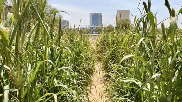 Từ đó, đất sét liên kết với các hạt cát và tạo thành một loại đất giữ ẩm, mặc dù không màu mỡ như đất sẫm màu, nhưng chắc chắn có thể hỗ trợ thực vật sinh sôi.