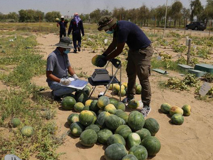 Ông Ismahane Elouafi, Tổng giám đốc Trung tâm Nông nghiệp Sinh học Quốc tế ở Dubai, cho biết: “Nếu công ty này có thể giảm giá và điều chỉnh chiến lược phù hợp với những nước có thu nhập thấp nhất, giải pháp này có thể có tác động thực sự lớn đến an ninh lương thực và khả năng trồng trọt. Lợi ích có thể là rất lớn”.