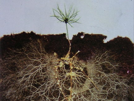 Tuy nhiên, việc tạo ra đất sét dày, nặng kém màu mỡ luôn tốn nhiều công sức và thời gian. Và Desert Control đã vượt qua được rào cản đó, bằng cách giảm số lượng các hạt đất sét trong hỗn hợp đất sét nano lỏng.