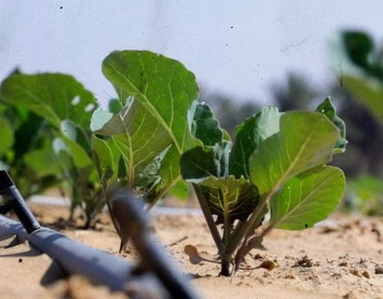 Control Desert có thể cải tạo cát sa mạc với giá 0,2 USD mỗi mét vuông. Để so sánh, chi phí mua đất nông nghiệp sản xuất ở những nơi khác trên thế giới dao động từ 0,5-3,5 USD mỗi mét vuông. Trong tương lai, việc cải tạo đất cát có thể còn rẻ hơn so với việc tìm kiếm một trang trại màu mỡ sẵn có.