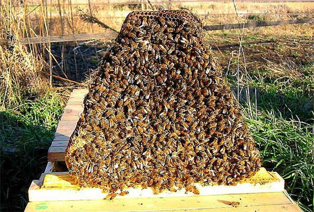 Trong cuộc chiến tranh vệ quốc của Ethiopia chống phát xít Italy xâm lược (1935-1936), người Ethiopia đã sử dụng loài ong để chiến đấu với xe tăng Italy. Một tổ ong khi được ném vào bên trong xe tăng sẽ khiến toàn bộ kíp lái như rơi vào một cái bẫy, không còn cách nào khác ngoài việc ra khỏi xe tăng.