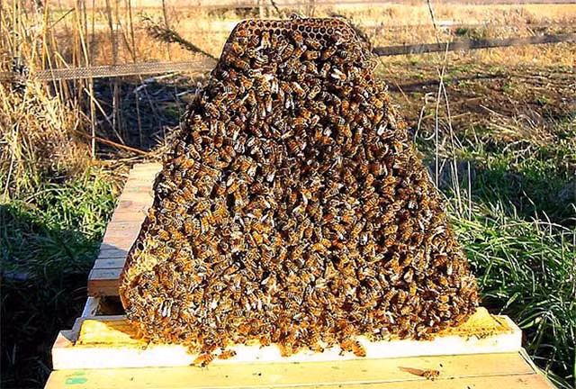 Trong cuộc chiến tranh vệ quốc của Ethiopia chống phát xít Italy xâm lược (1935-1936), người Ethiopia đã sử dụng loài ong để chiến đấu với xe tăng Italy. Một tổ ong khi được ném vào bên trong xe tăng sẽ khiến toàn bộ kíp lái như rơi vào một cái bẫy, không còn cách nào khác ngoài việc ra khỏi xe tăng.