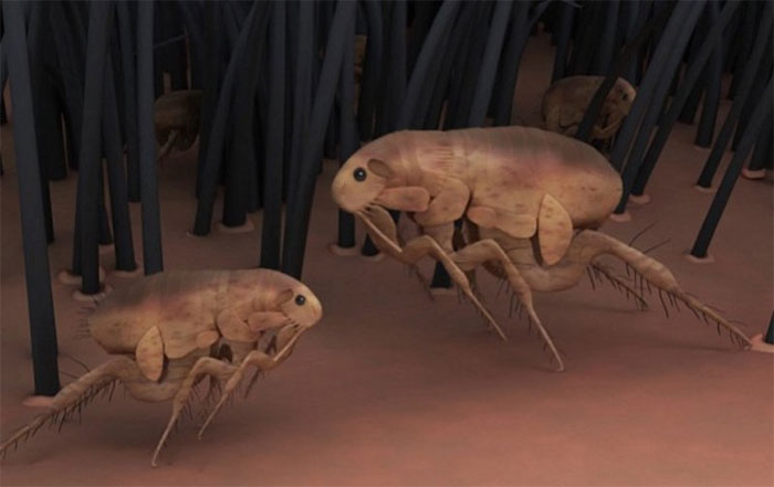  3. Đại dịch bọ chét: Bọ chét như một vũ khí côn trùng có vẻ không nguy hiểm như ong, nhưng thực tế mọi thứ lại hoàn toàn khác.