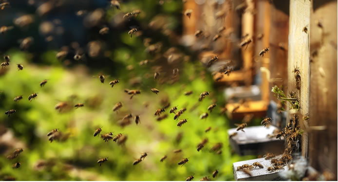 Một phương pháp nguyên bản và đáng tin cậy hơn đã được sử dụng trong các lâu đài thời trung cổ ở Anh, Scotland và xứ Wales thì người ta nuôi ong trực tiếp trong các bức tường của pháo đài.