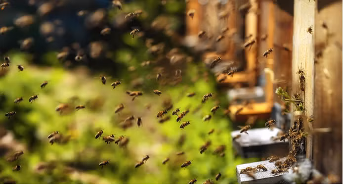 Một phương pháp nguyên bản và đáng tin cậy hơn đã được sử dụng trong các lâu đài thời trung cổ ở Anh, Scotland và xứ Wales thì người ta nuôi ong trực tiếp trong các bức tường của pháo đài.