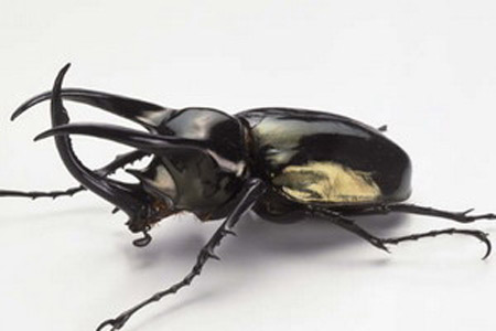 Sở dĩ bọ hung là loài mạnh nhất hành tinh là do chúng được rèn luyện qua hàng loạt trận đấu để giành giật bạn tình. 