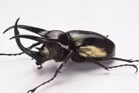 Sở dĩ bọ hung là loài mạnh nhất hành tinh là do chúng được rèn luyện qua hàng loạt trận đấu để giành giật bạn tình. 