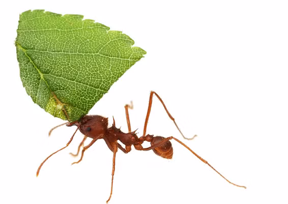  1. Kiến cắt lá: Là một thành viên trong "Bộ tứ động vật" khỏe nhất hành tinh, có lẽ đây chính là loài động vật khiến cho nhiều người phải ngỡ ngàng nhất. Kiến cắt lá vô cùng nhỏ bé (khoảng 2,1cm), nhưng lại có sức mạnh vô cùng to lớn. Chúng có thể ngoạm những đồ vật nặng gấp 50 lần trọng lượng của cơ thể nhờ có cặp hàm khỏe. 