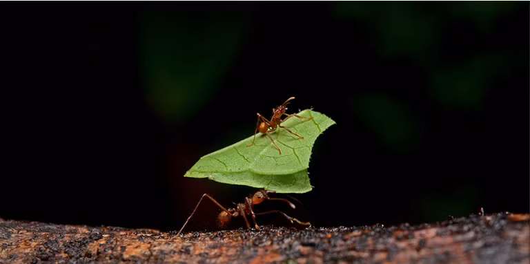 Không những vậy, chúng còn có thể vừa vác nặng vừa đi xa.