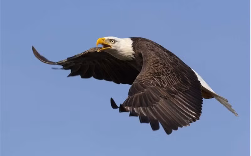 Chính vì vậy đây chính là loài chim khỏe nhất trên thế giới.